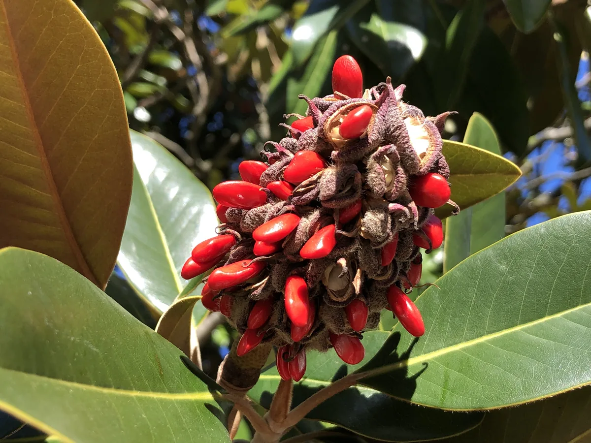 Magnolia (Magnolia grandiflora), photograph