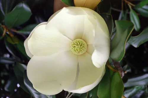 Photo: (c) Bob, some rights reserved (CC BY) · cc-by · via iNaturalist Magnolia, photograph