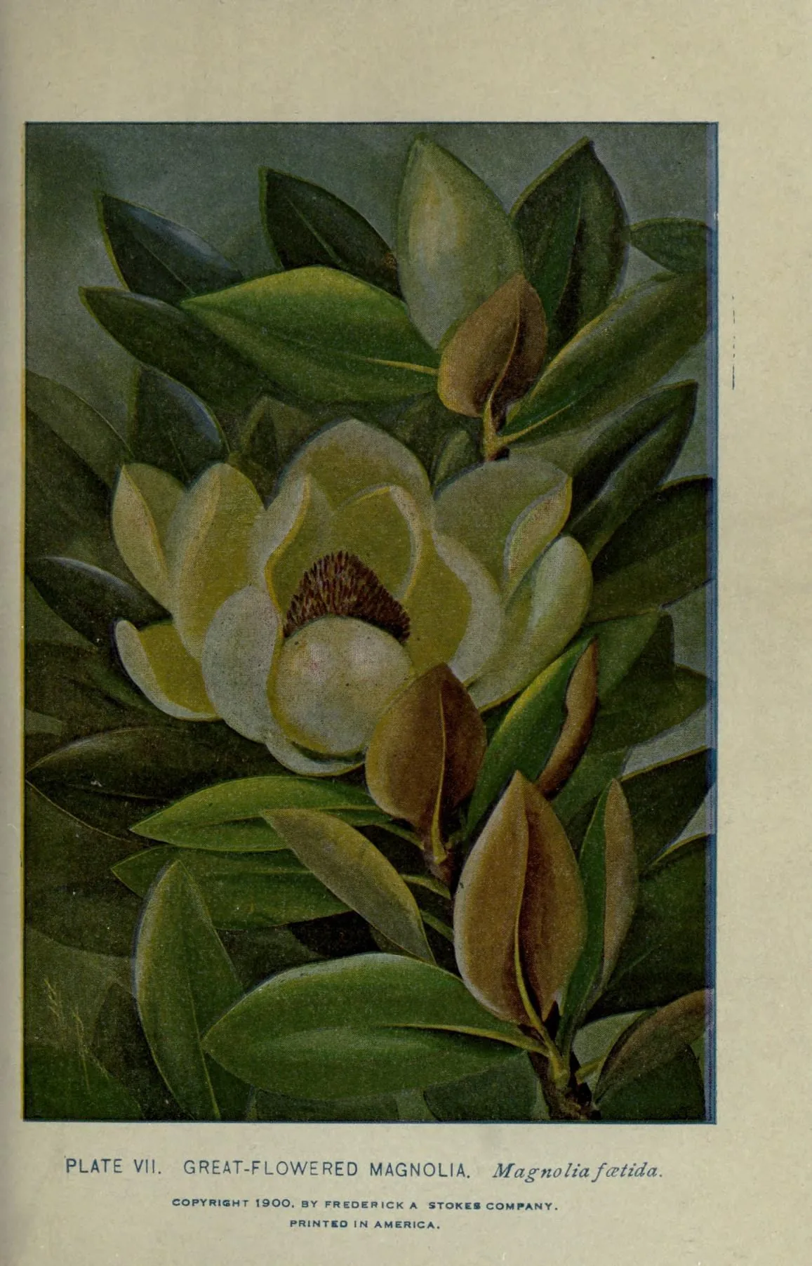 Magnolia (Magnolia grandiflora), botanical illustration