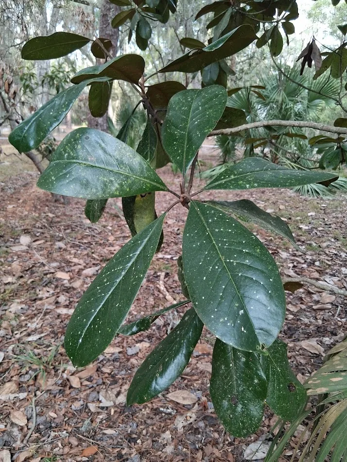 Magnolia (Magnolia grandiflora), photograph