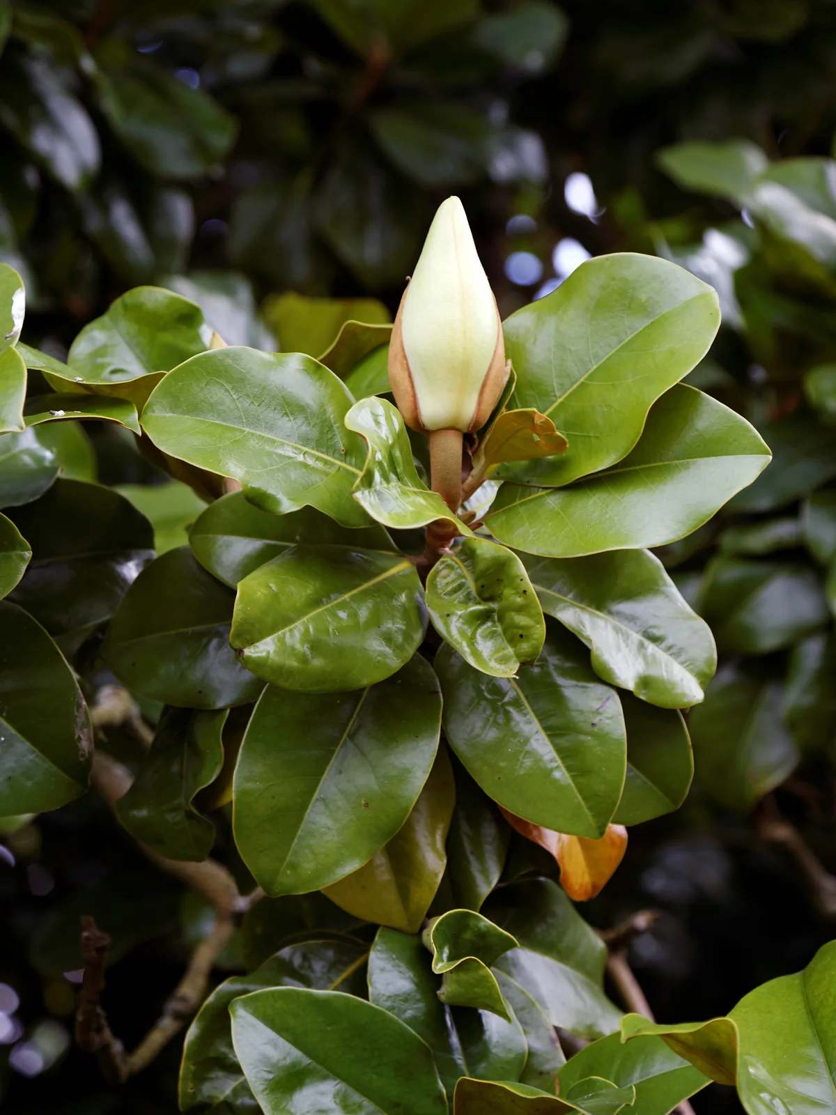 Magnolia (Magnolia grandiflora), photograph