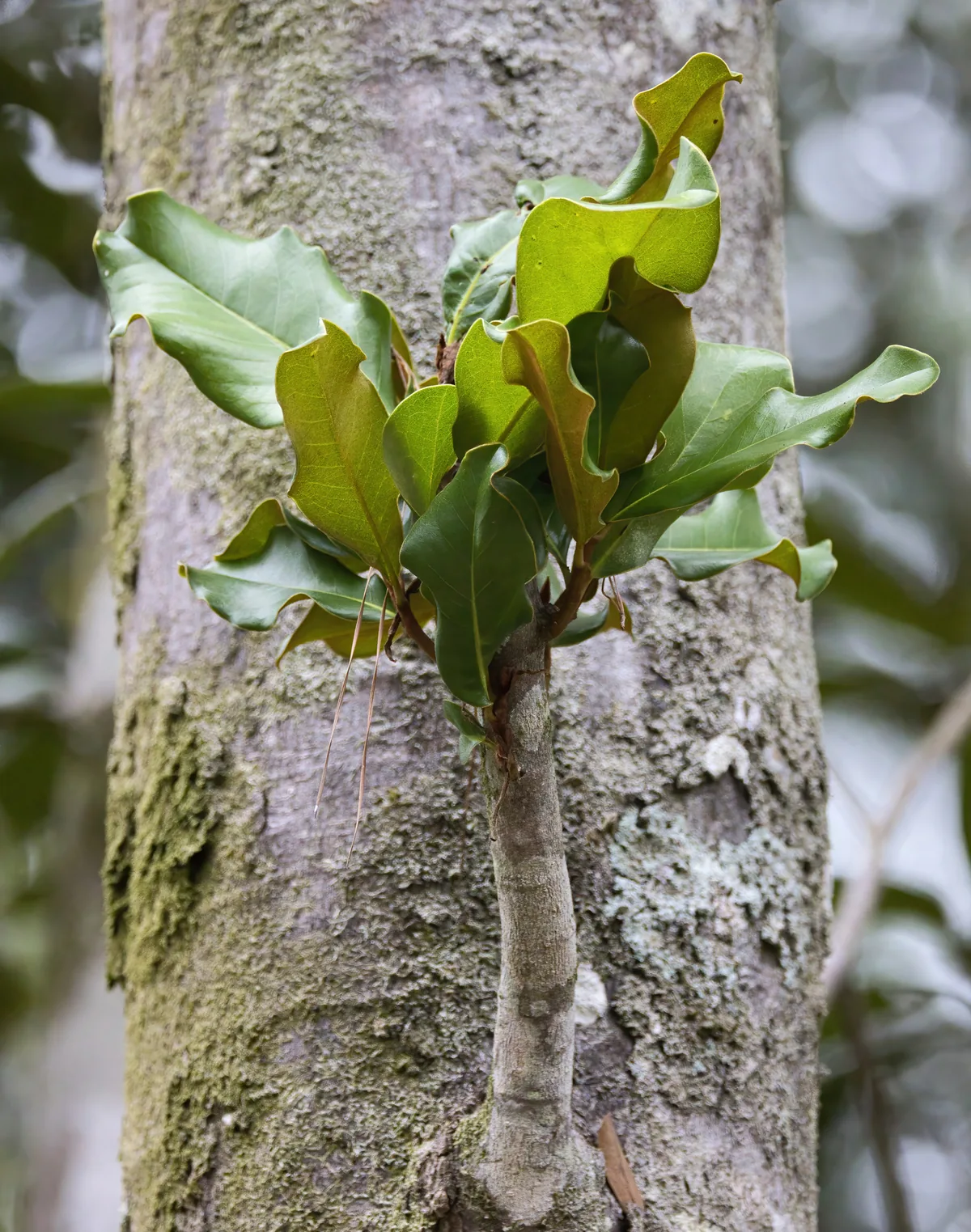 Photo: Lauren McLaurin, via iNaturalist · CC BY · via GBIF Magnolia (Magnolia grandiflora), photograph