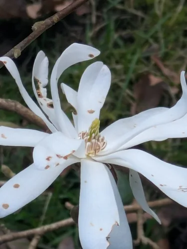 Star Magnolia (Magnolia stellata), photograph
