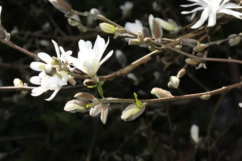 Photo: no rights reserved · cc0 · via iNaturalist Star Magnolia (Magnolia stellata), photograph