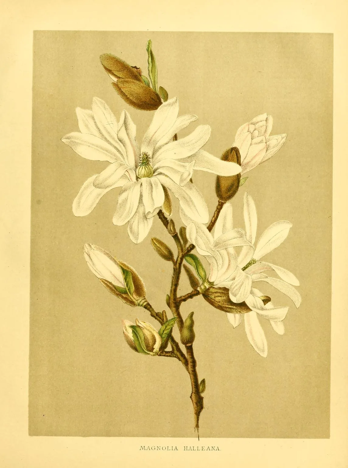 Star Magnolia (Magnolia stellata), botanical illustration