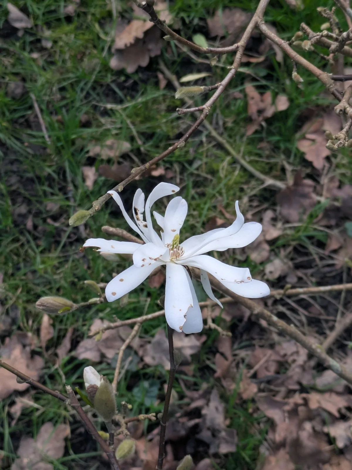 Star Magnolia (Magnolia stellata), photograph