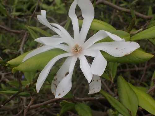 Photo: (c) SK53, some rights reserved · CC BY-SA · via iNaturalist star magnolia (Magnolia stellata), photograph