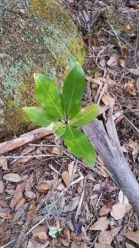 Sweetbay Magnolia (Magnolia virginiana), photograph