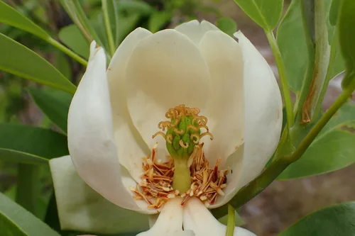 Photo: no rights reserved · CC0 · via iNaturalist sweetbay magnolia (Magnolia virginiana), photograph