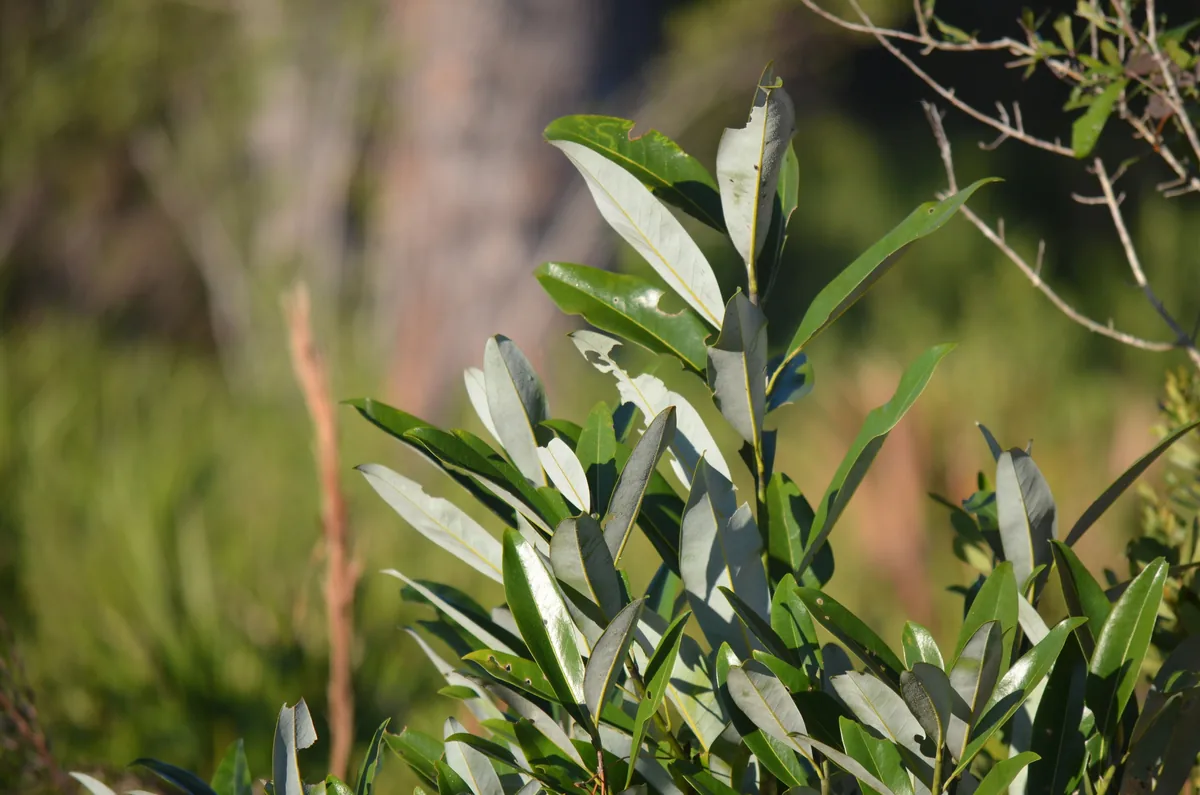 Sweetbay Magnolia (Magnolia virginiana), photograph