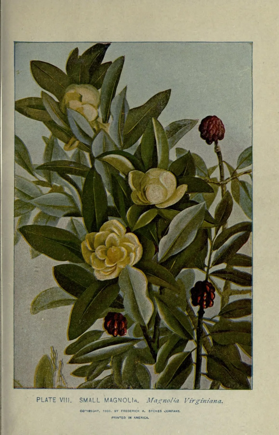 Sweetbay Magnolia (Magnolia virginiana), botanical illustration