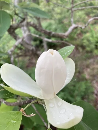 Sweetbay Magnolia (Magnolia virginiana), photograph