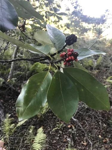 Sweetbay Magnolia (Magnolia virginiana), photograph