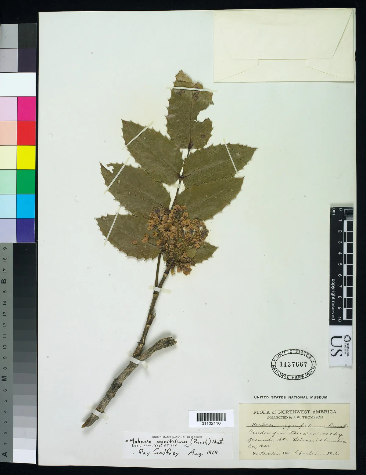 Oregon grape (Mahonia aquifolium), photograph