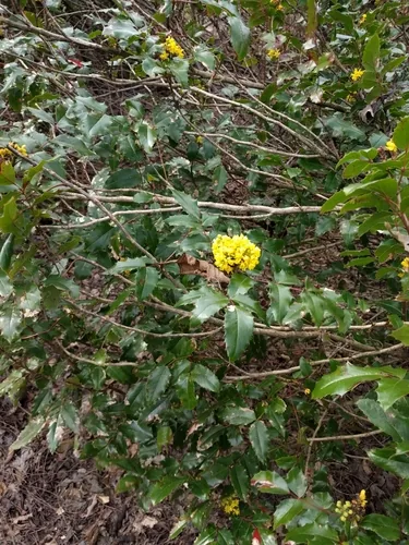 Oregon grape (Mahonia aquifolium), photograph