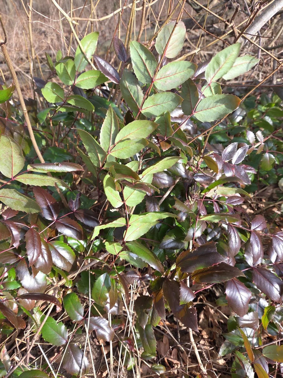 Photo: pankral, via iNaturalist · CC BY-SA · via GBIF Oregon grape (Mahonia aquifolium), photograph