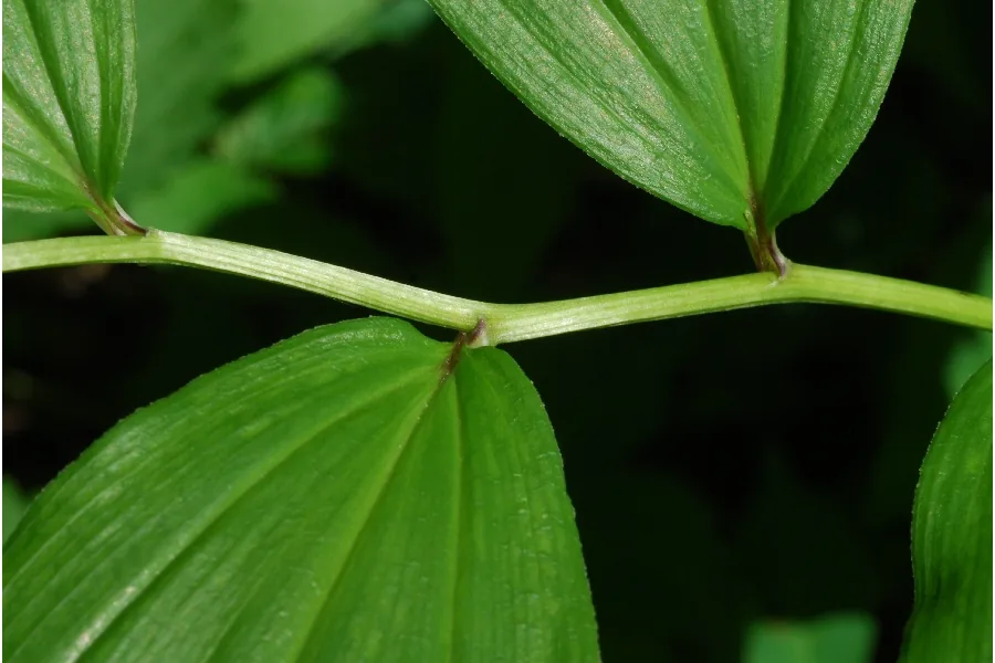 False Solomons Seal (Maianthemum racemosum), photograph