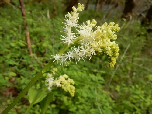 Photo: (c) Ed Alverson, some rights reserved · CC BY · via iNaturalist false Solomon's seal (Maianthemum racemosum), photograph