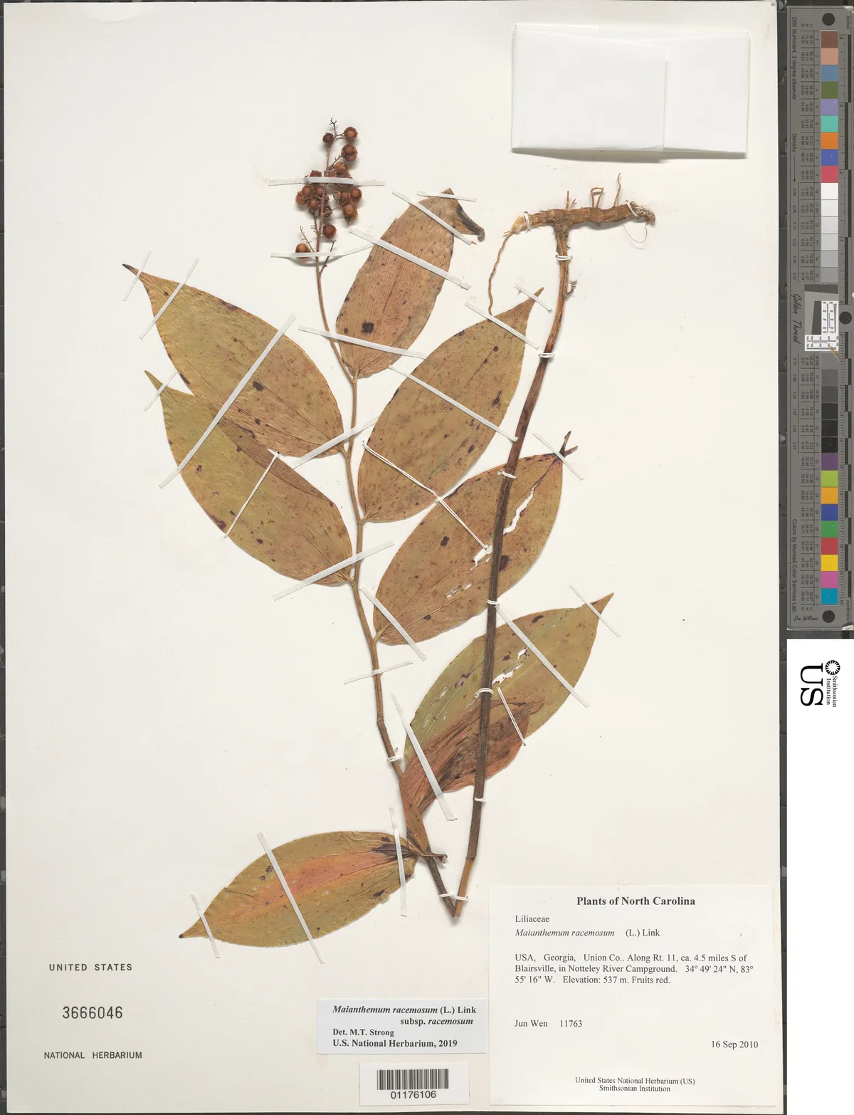 False Solomons Seal (Maianthemum racemosum), photograph