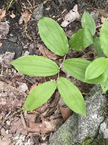 False Solomons Seal (Maianthemum racemosum), photograph
