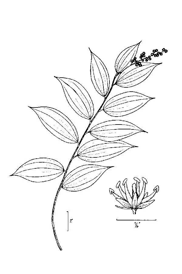 False Solomons Seal (Maianthemum racemosum), botanical illustration