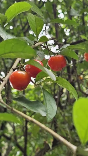 acerola cherry (Malpighia emarginata), photograph