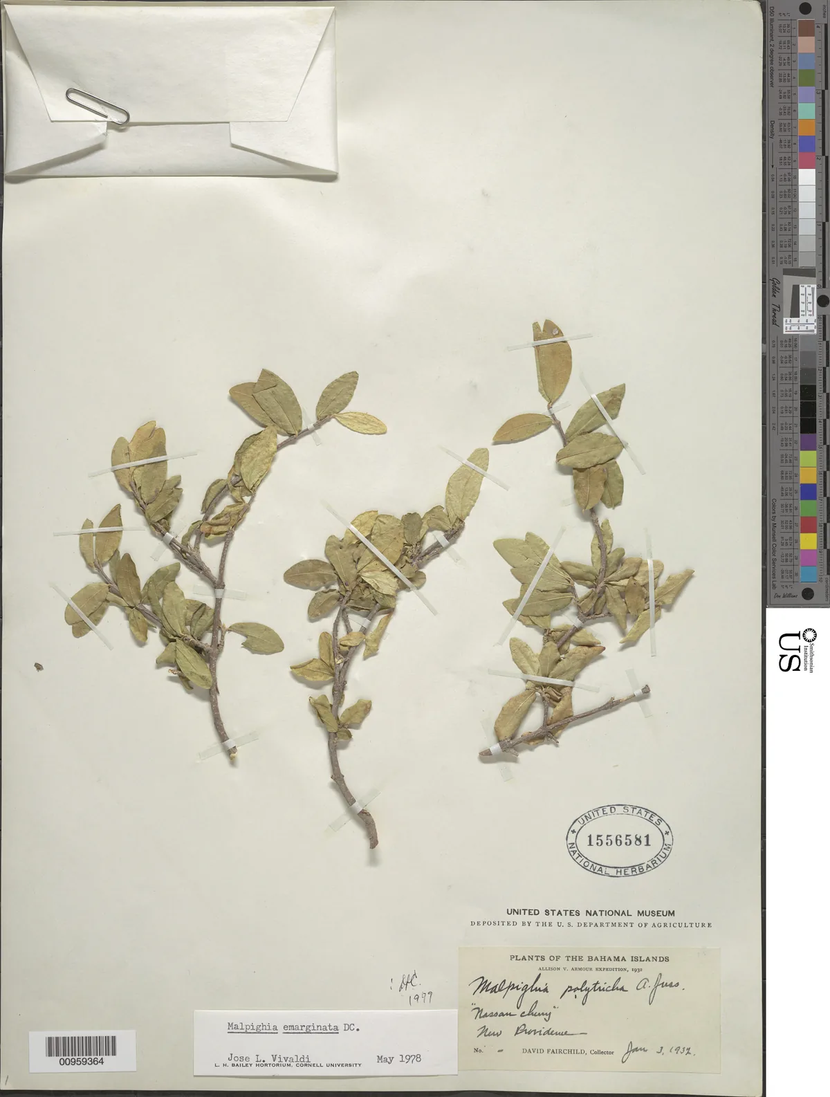 acerola cherry (Malpighia emarginata), photograph