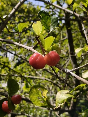 acerola cherry (Malpighia emarginata), photograph