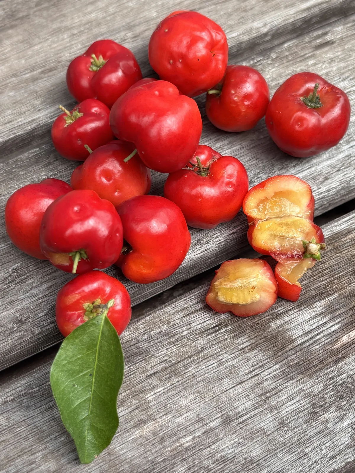 acerola cherry (Malpighia emarginata), photograph