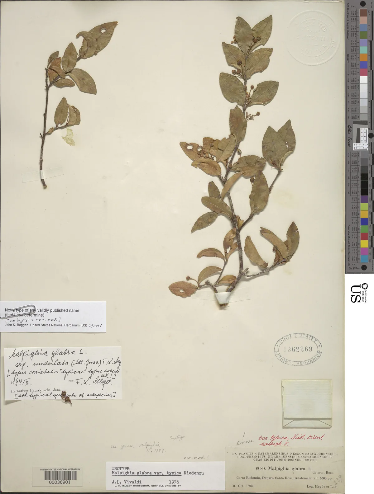 Acerola (Malpighia glabra), photograph