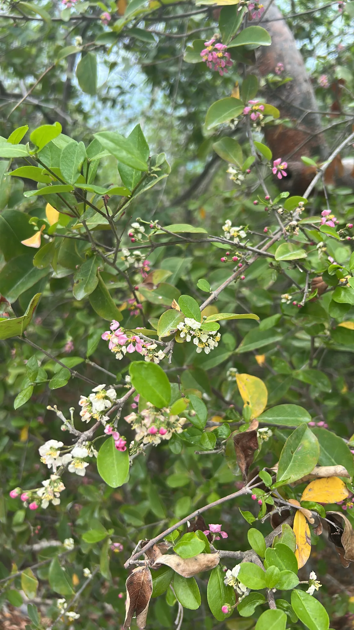 Photo: Allan Harris, via iNaturalist · CC0 · via GBIF Acerola (Malpighia glabra), photograph