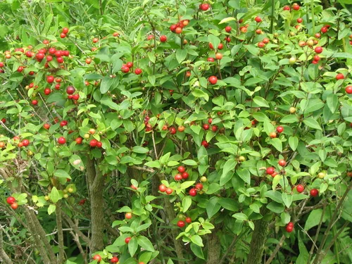 Photo: (c) johnyochum, some rights reserved · CC BY · via iNaturalist acerola (Malpighia glabra), photograph