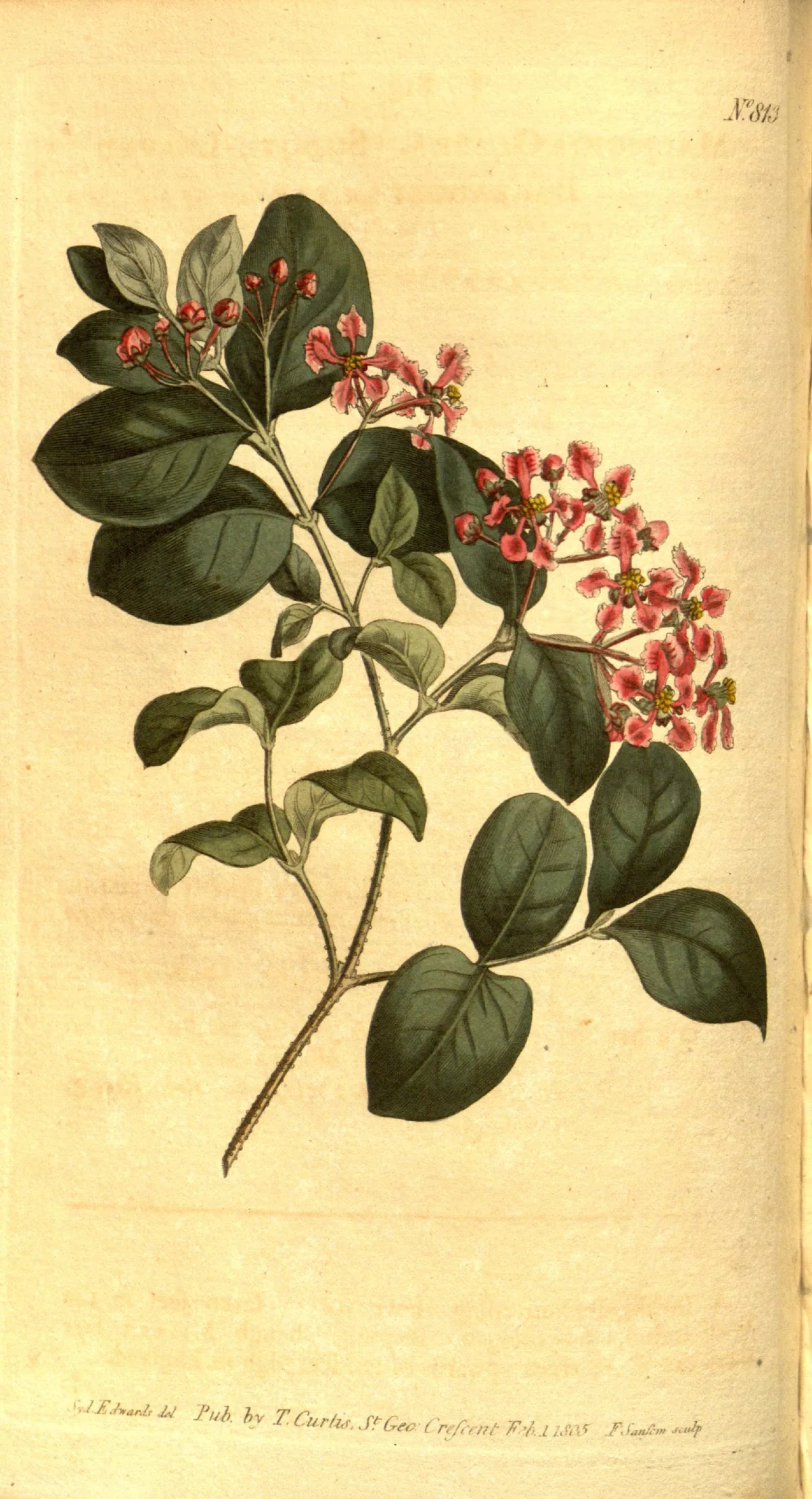 Acerola (Malpighia glabra), botanical illustration
