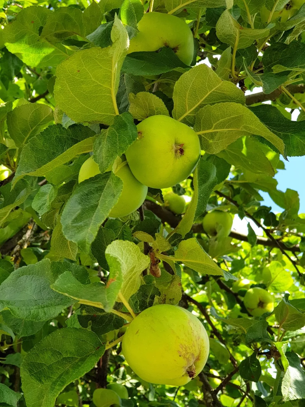 Honeycrisp Apple, photograph