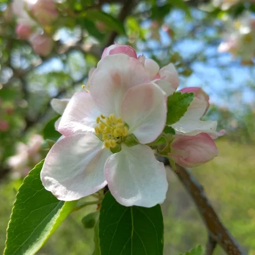 apple (Malus domestica), photograph
