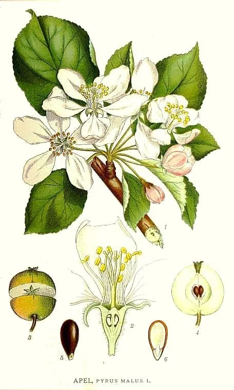 apple (Malus domestica), botanical illustration