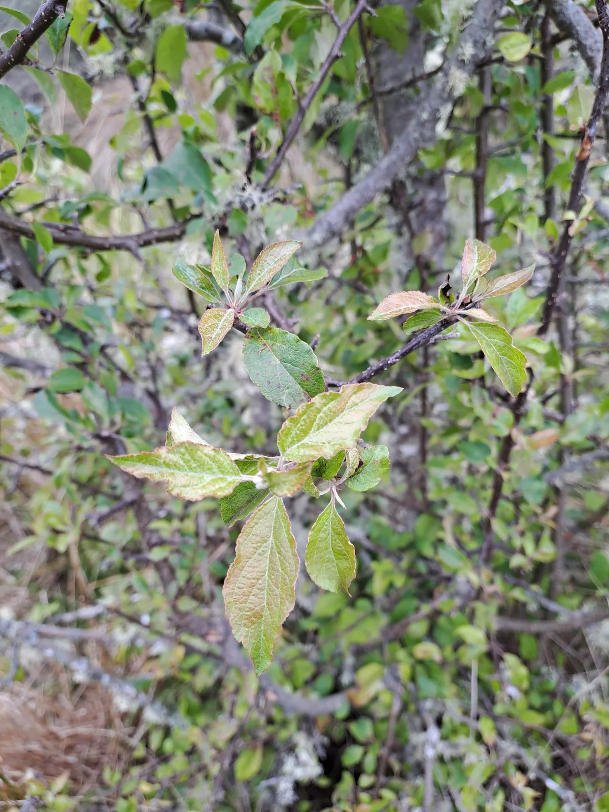apple (Malus domestica), photograph