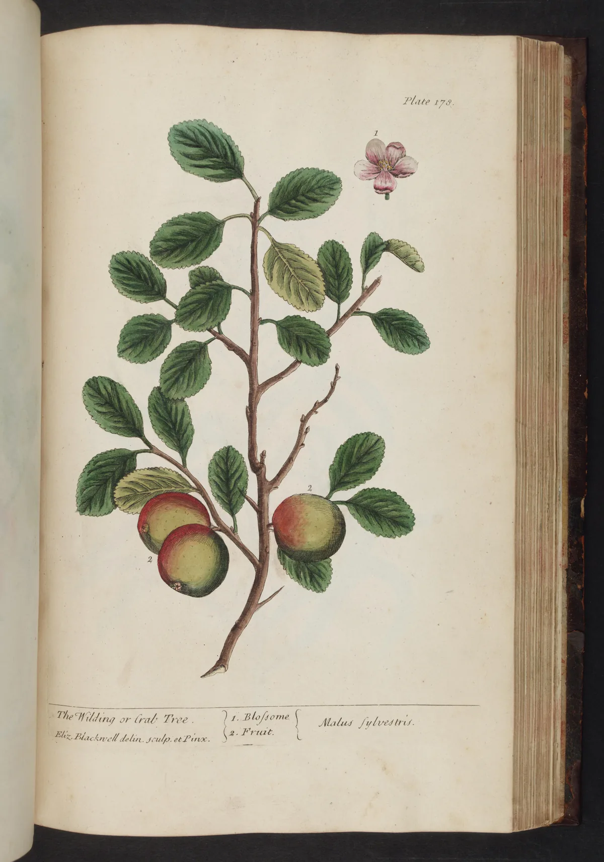 crabapple (Malus sylvestris), botanical illustration