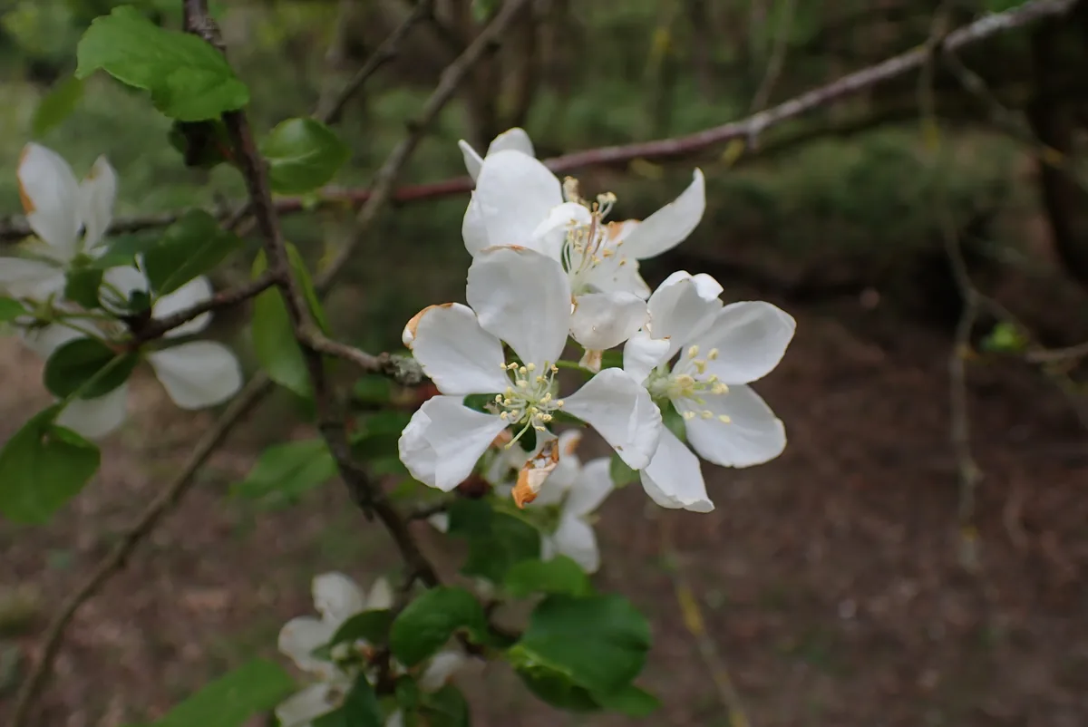crabapple (Malus sylvestris), photograph