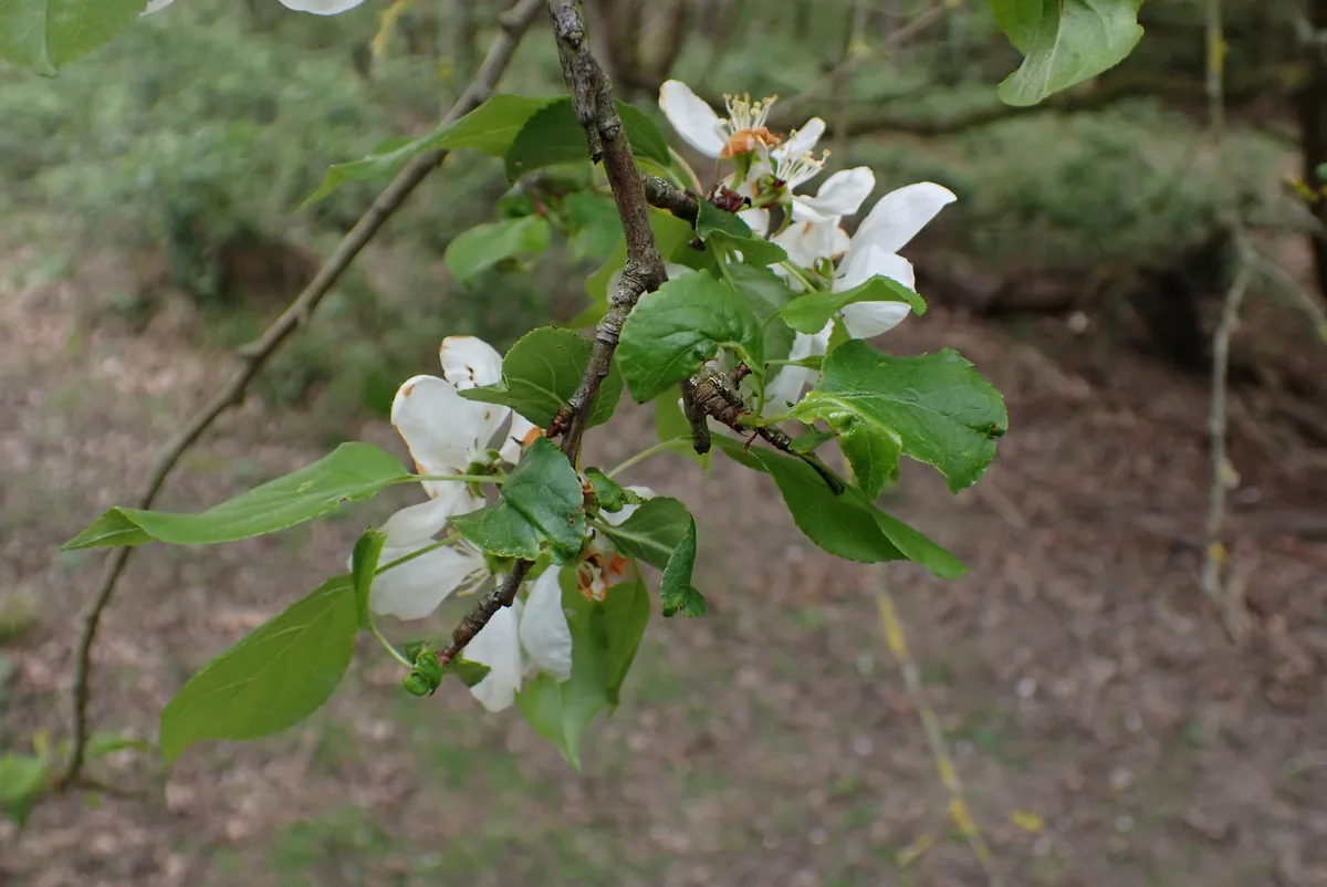 crabapple (Malus sylvestris), photograph