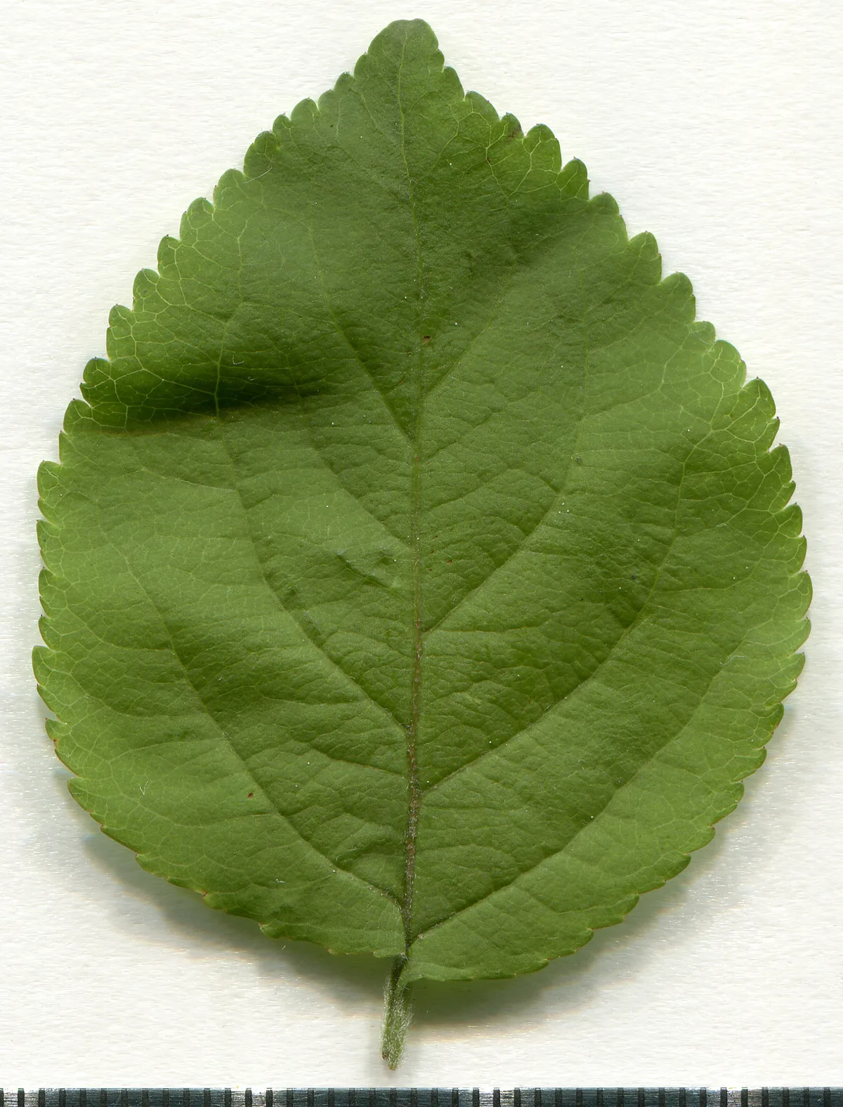 crabapple (Malus sylvestris), photograph