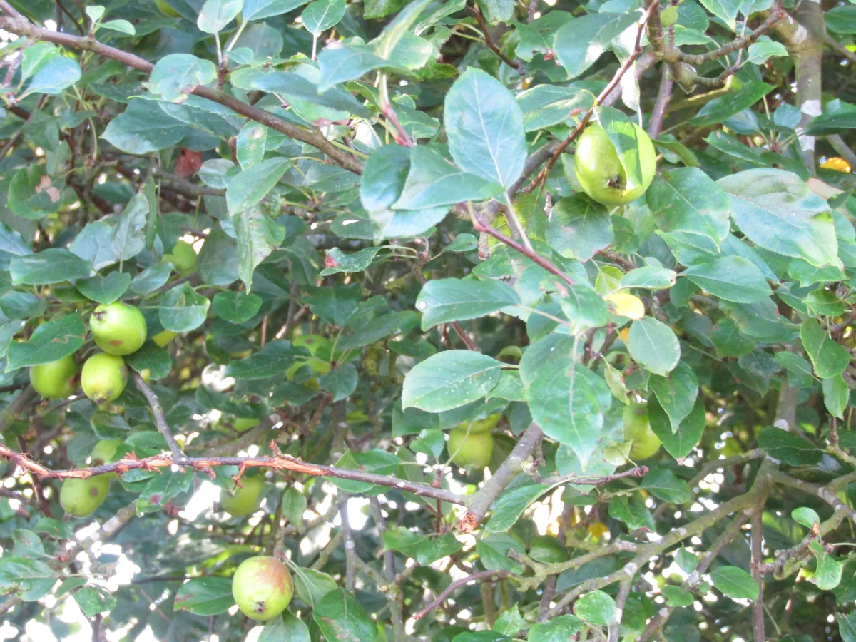 Crab Apple, photograph
