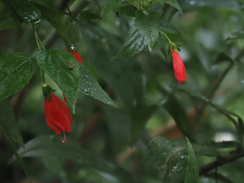 Turks cap (Malvaviscus arboreus), photograph