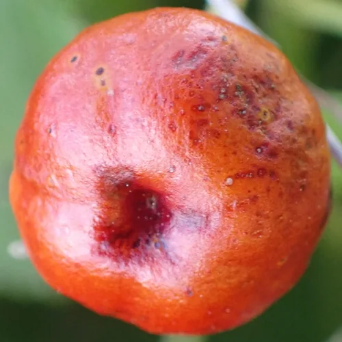 Turks cap (Malvaviscus arboreus), photograph