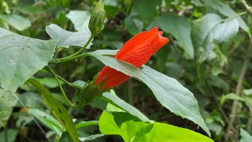 Turks cap (Malvaviscus arboreus), photograph
