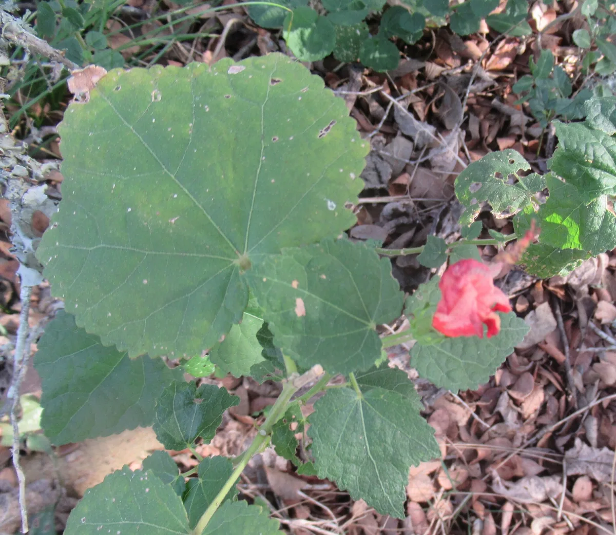Turks cap (Malvaviscus arboreus), photograph