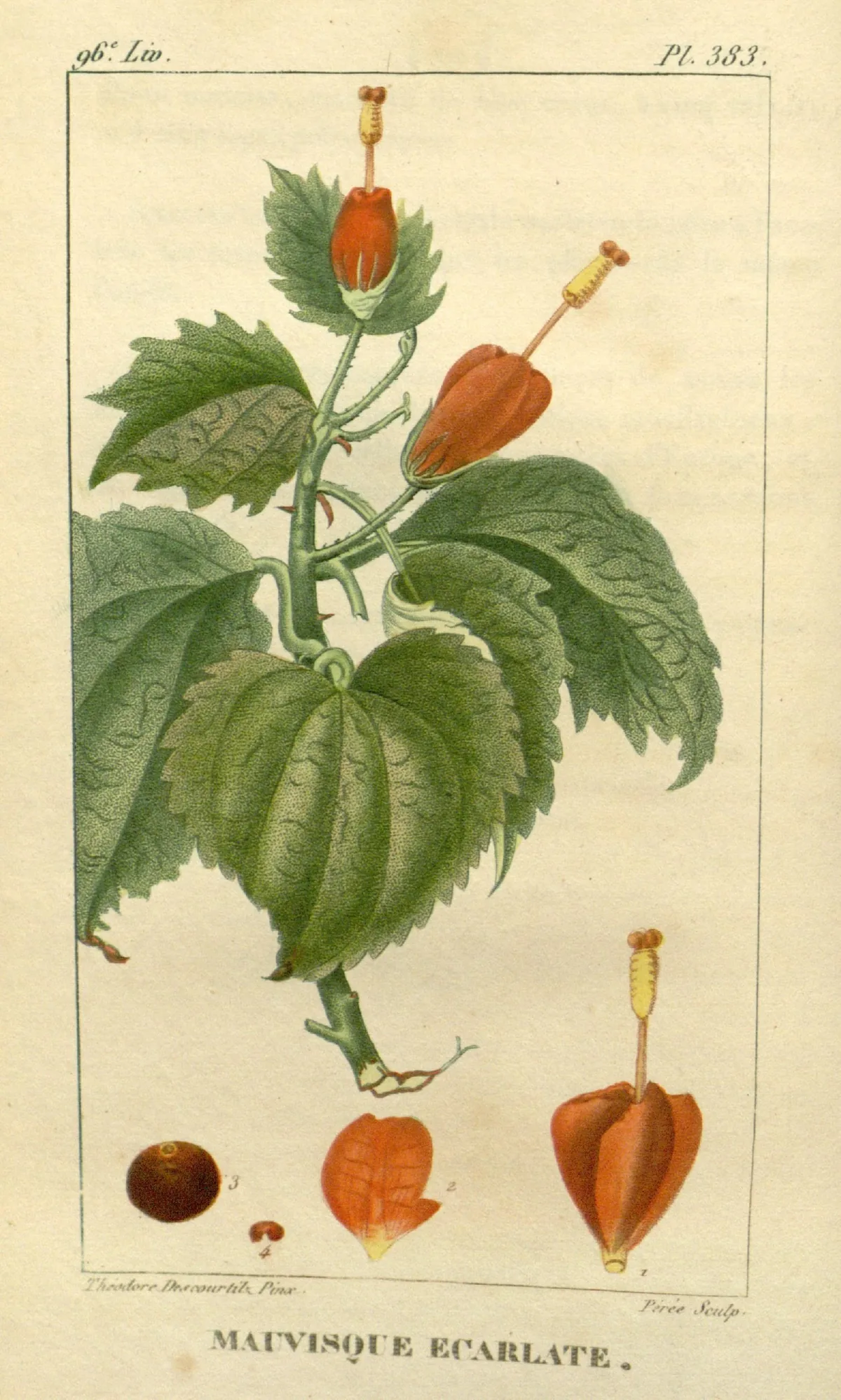 Turks cap (Malvaviscus arboreus), botanical illustration