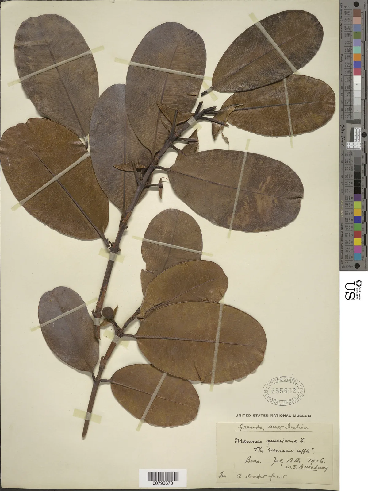 mamey (Mammea americana), photograph