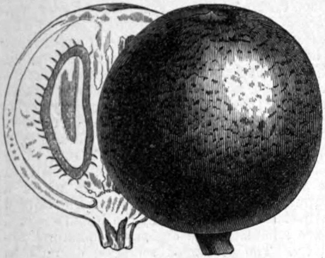 mamey (Mammea americana), botanical illustration