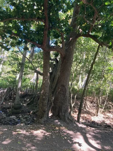 mamey (Mammea americana), photograph